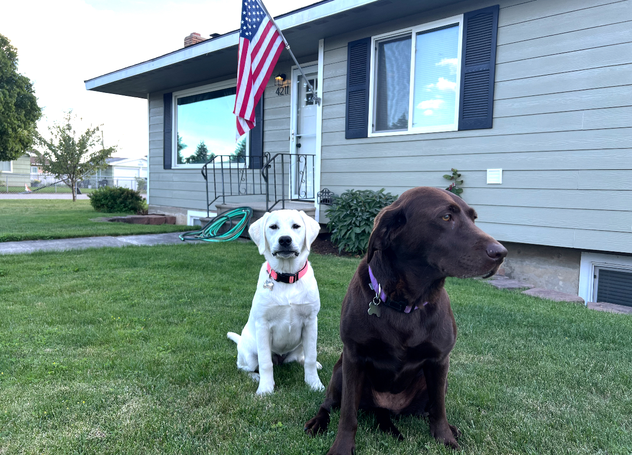 Dogs and carpet Cleaning